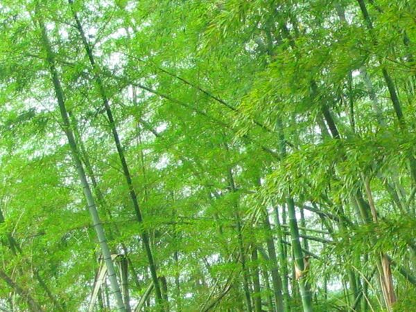 竹子绿色护眼风景