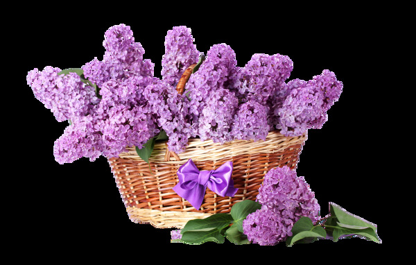 装满篮子的紫色丁香花png