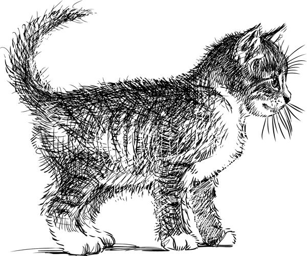 手绘素描猫