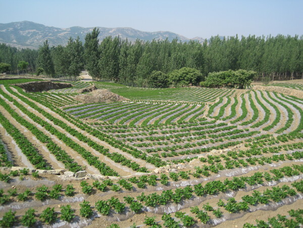 花生田图片