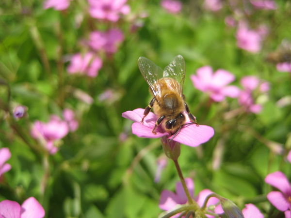 花中的蜜蜂