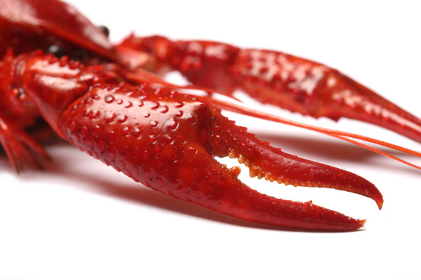 龙虾红皮龙虾高清龙虾图片一只龙虾食物高清图片素材