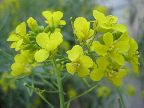 油菜花图片