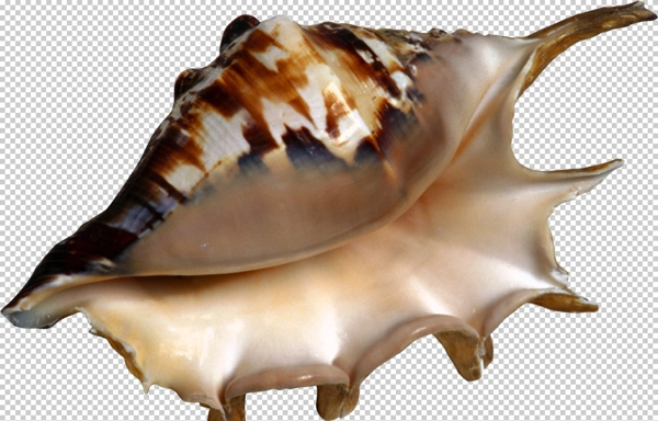 海洋生物海螺装饰