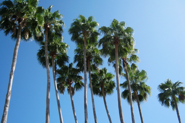 热带棕榈树风景图片