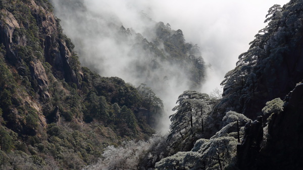 安徽黄山奇松风景