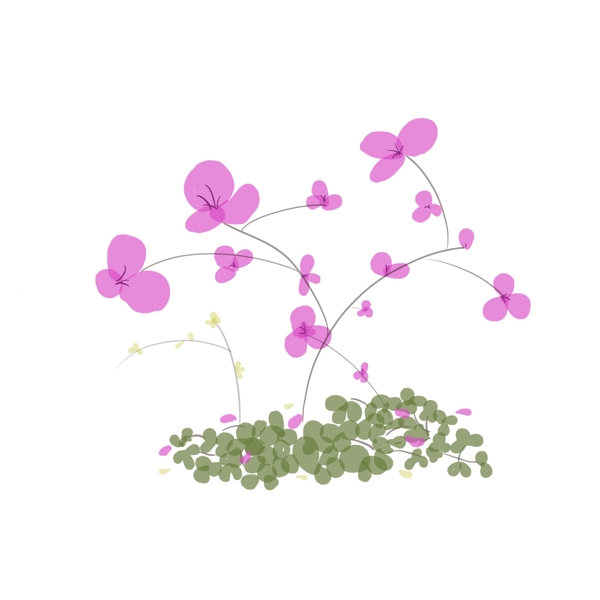 植物蝴蝶兰粉色花绿叶手绘