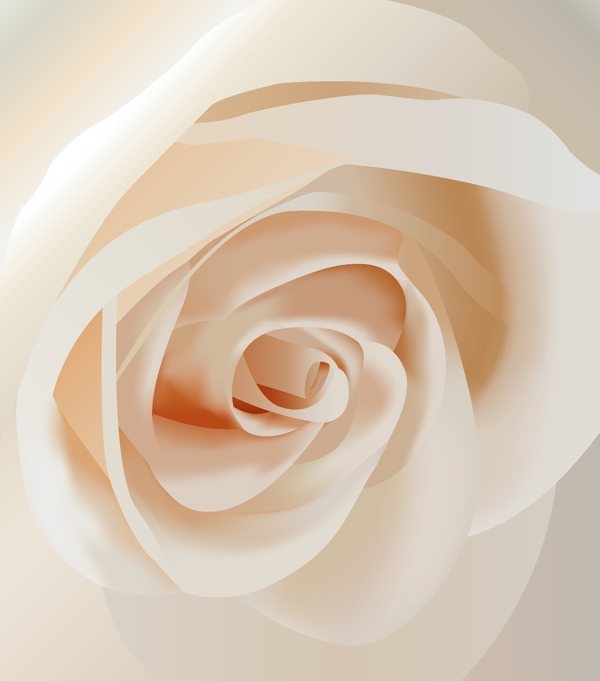 向量白玫瑰花特写材料