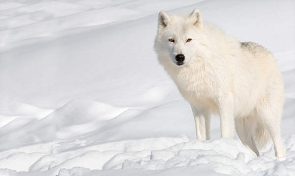 雪地里的白狼图片