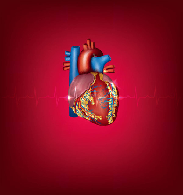 人体心脏器官设计矢量素材