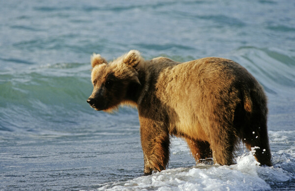 海边的熊