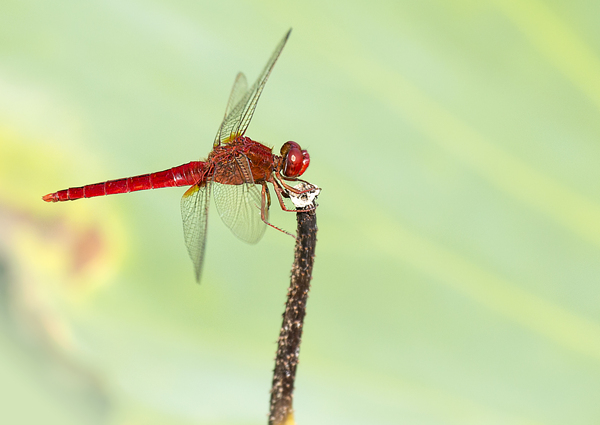 红色蜻蜓图片