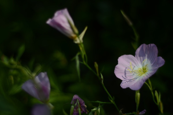 花菱草