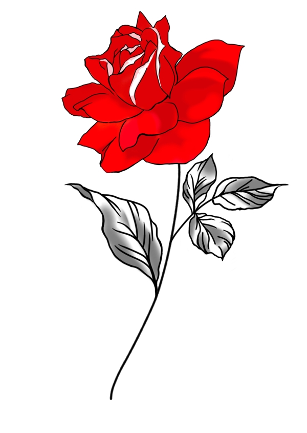 玫瑰花朵线描28