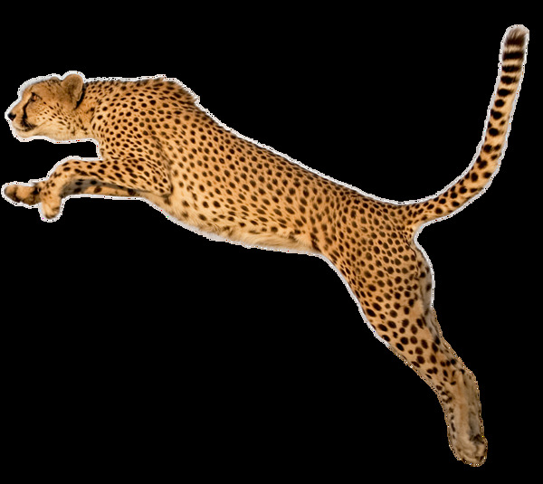 跳很高的豹子图片免抠png透明图层素材