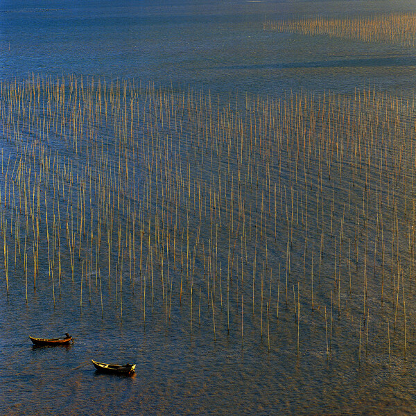 霞浦海田图片