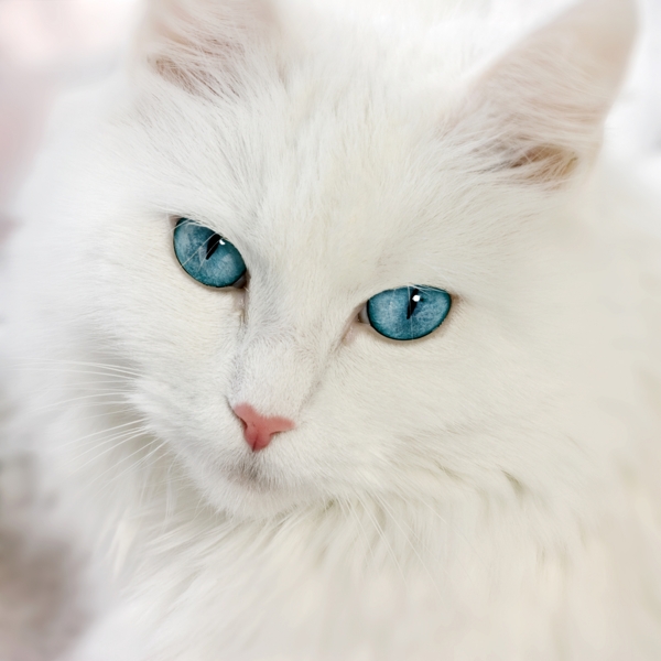 超高清高冷白猫照片图片