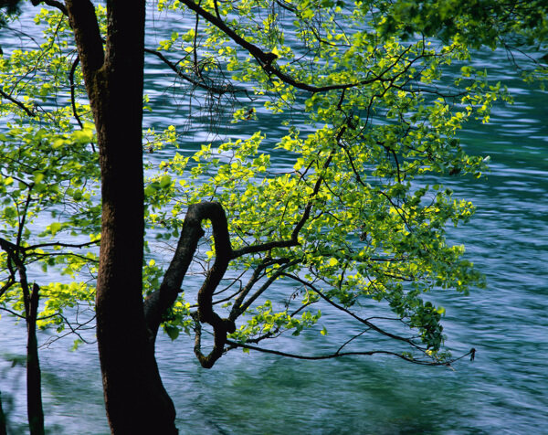 河边树木图片