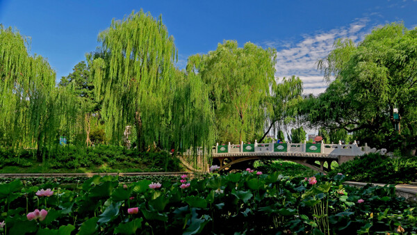 北京紫竹院公园风景