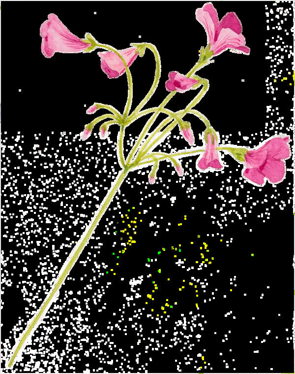 粉色少女系花卉透明素材