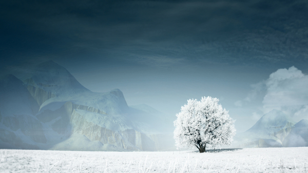 雪地上的树木风景图片