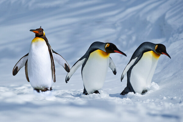 雪地里企鹅图片