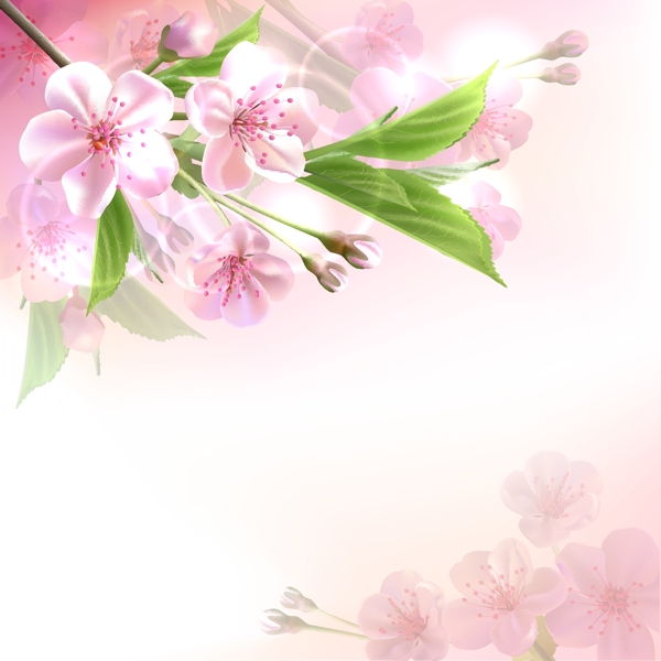 春天鲜花背景图片