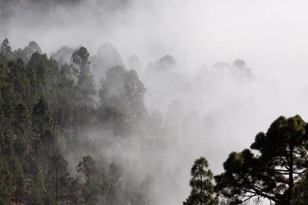 远山森林雾
