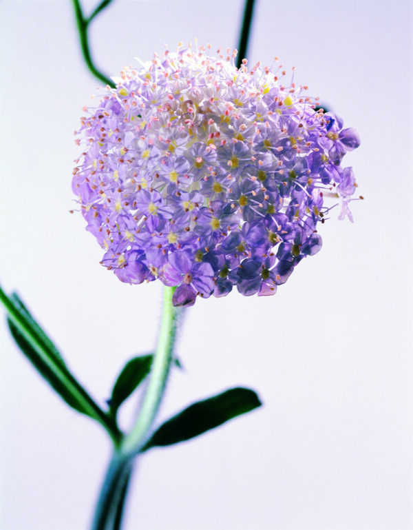 花姿花颜花一束花百花世界花朵花草花蕊花瓣全球首席设计大百科