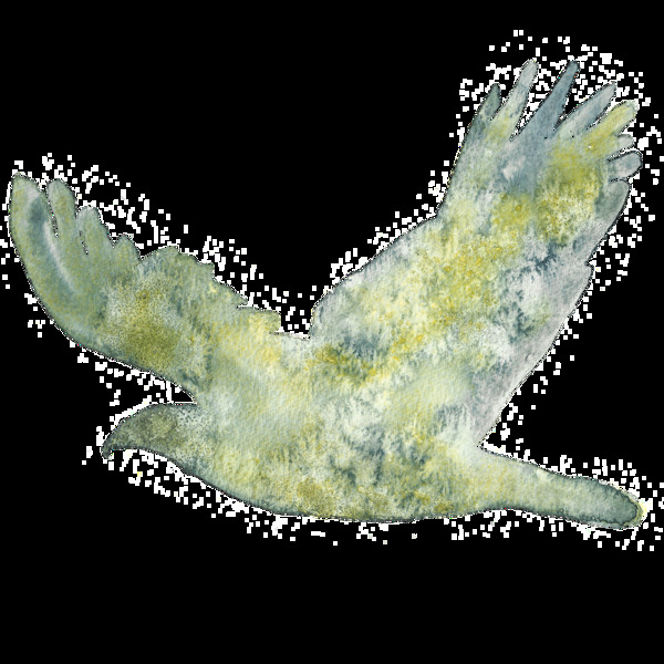 手绘绿色鸟透明装饰图案