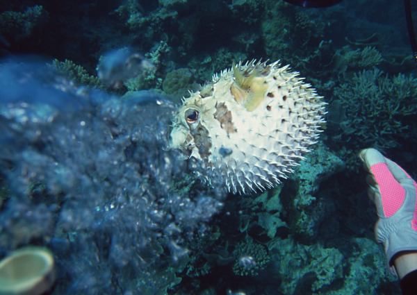 海洋生物