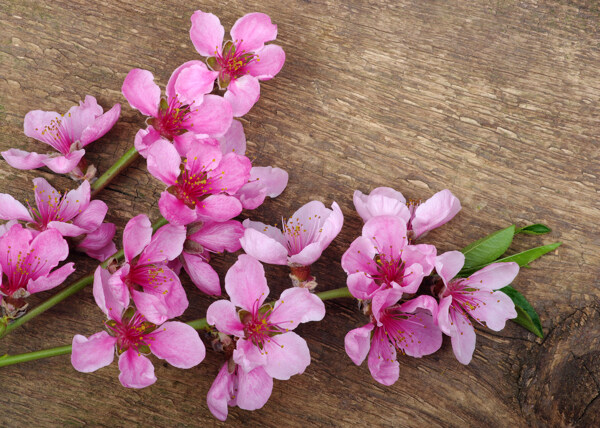 木板上的粉色桃花图片