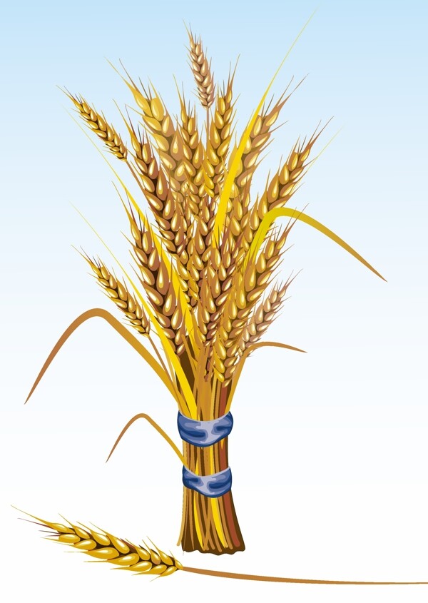 小麦丰收丝带捆扎