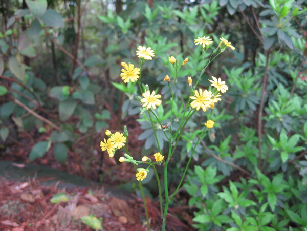 小黄花图片