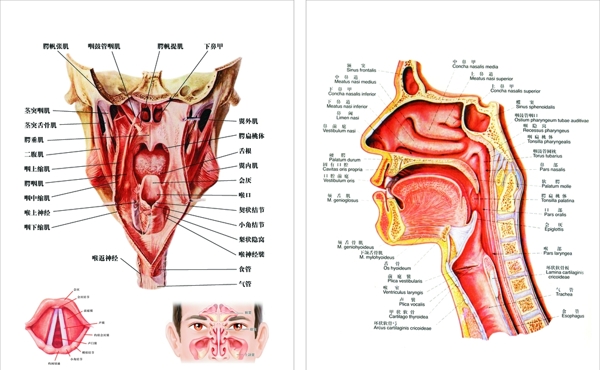 口腔鼻腔解剖图