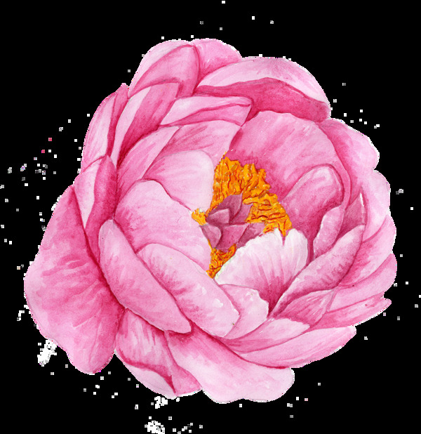 手绘粉色唯美山茶花透明装饰图案841