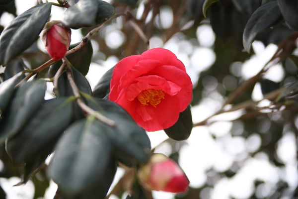 山茶花花仙子山茶树粉红色图片