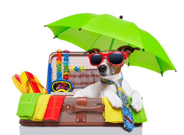 行李箱中打伞戴墨镜的小狗