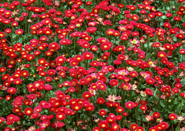 红色花丛