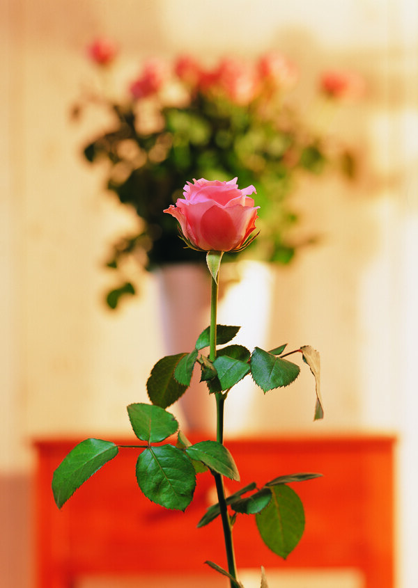 花美丽玫瑰植物漂亮