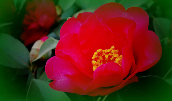 鲜艳红色山茶花图片