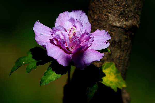 木槿花