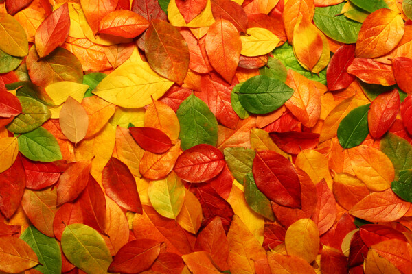 秋天黄叶背景图片