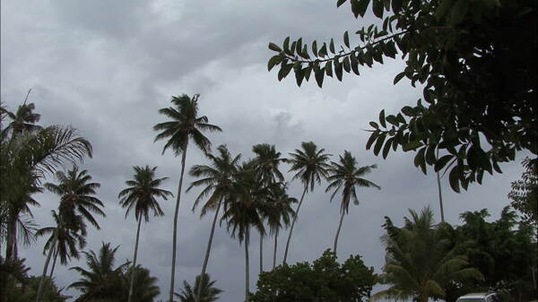茉莉的棕榈树和黑暗的天空2股票的录像