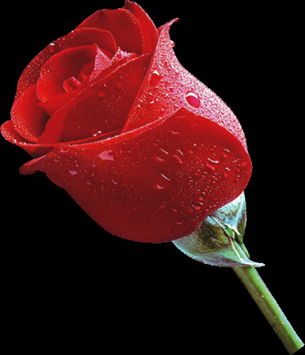 一支玫瑰花水珠素材图片