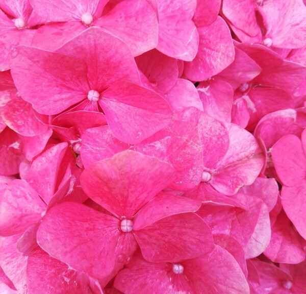 粉红色花瓣背景图片