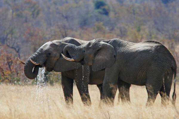 两只在喝水的大象图片