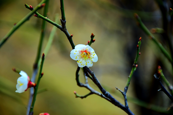 樱花图片