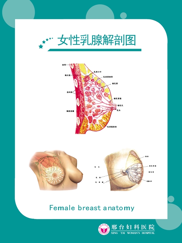 女性乳腺解剖图图片