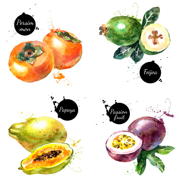 四款水彩绘水果插画